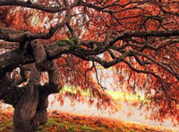 哪里价格最低的网站攻击手段